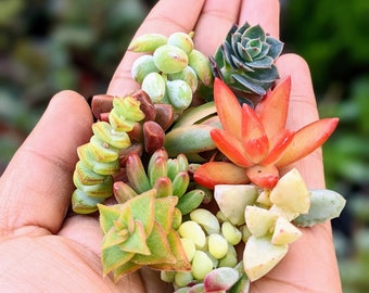 10 baby succulent cuttings, rainbow mix cuttings, small plant cuttings