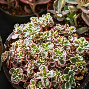 Sedum Spurium Tricolor, 4