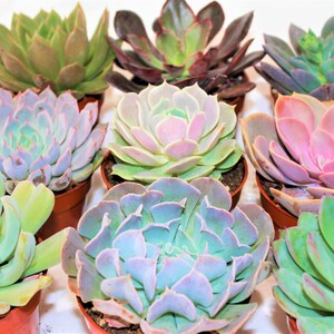 4" Echeveria Succulent Collection: Assorted Live Indoor Plants