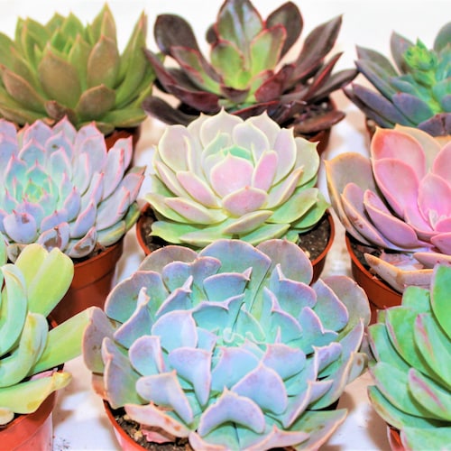 3,6,9,12 pack 4" Echeveria Collection Sets, Live Succulent Plants, Assorted Succulents Plants, Live House Plants, Live Indoor Plants