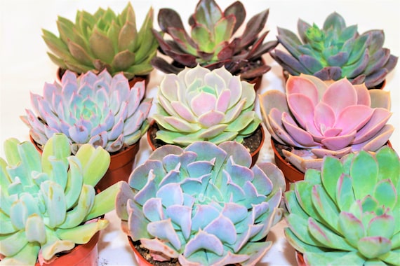 4" Echeveria Succulent Collection: Assorted Live Indoor Plants - Etsy