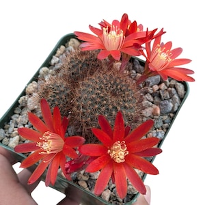 Rebutia fulviseta Cactus, Rare Live Cactus Plant, outdoor plants, desert cactus, flowering plant