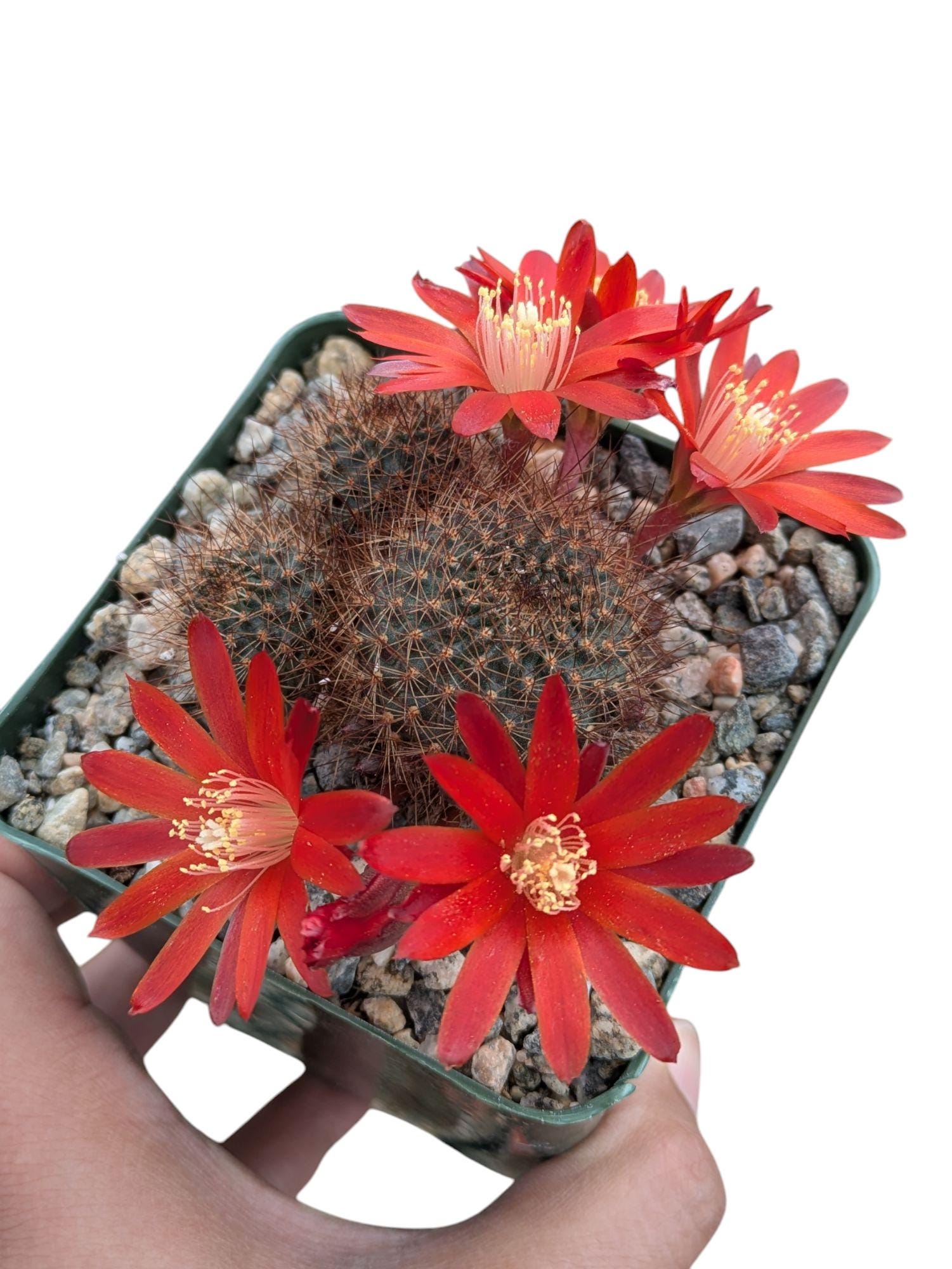 Rebutia Fulviseta Cactus, Rare Live Cactus Plant, Outdoor Plants, Desert  Cactus, Flowering Plant - Etsy