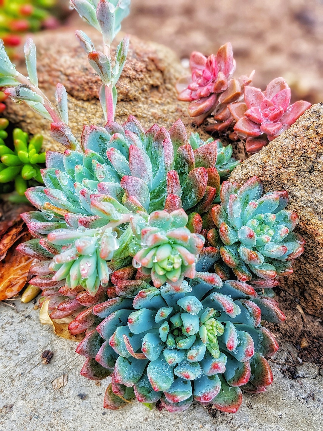 Echeveria Blue Elf Succulent,1/2/3/4 Pcs, Drought Tolerant