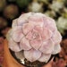 see more listings in the Succulents section