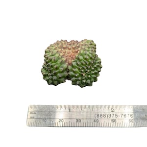 Crested Gymnocalycium Inermis, thornless cactus, Spineless cactus, Live Cactus plant, live cactus, gymnocalycium plant