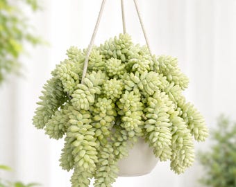 Sedum burrito (cola de burro): planta colgante viva para interiores