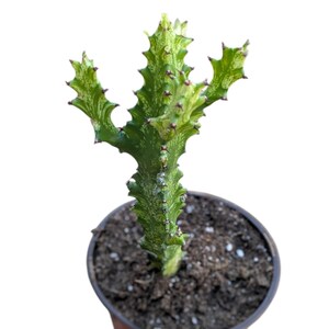 Euphorbia ‘Mint Cream’ – Euphorbia abigarrada poco común – Planta viva – Suculenta de color crema y verde menta – Planta de colección – Planta de interior de fácil cuidado imagen 3