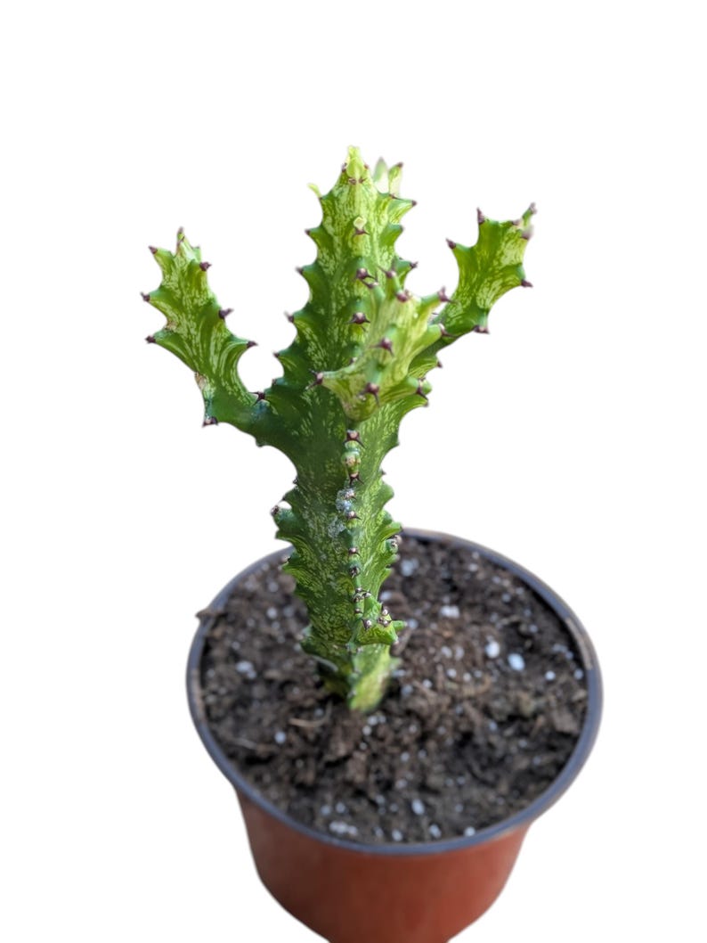 Euphorbia ‘Mint Cream’ – Euphorbia abigarrada poco común – Planta viva – Suculenta de color crema y verde menta – Planta de colección – Planta de interior de fácil cuidado imagen 3