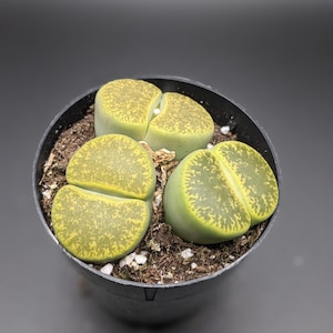 May include: A small green and yellow succulent plant in a black pot. The plant has a unique shape with two rounded lobes.