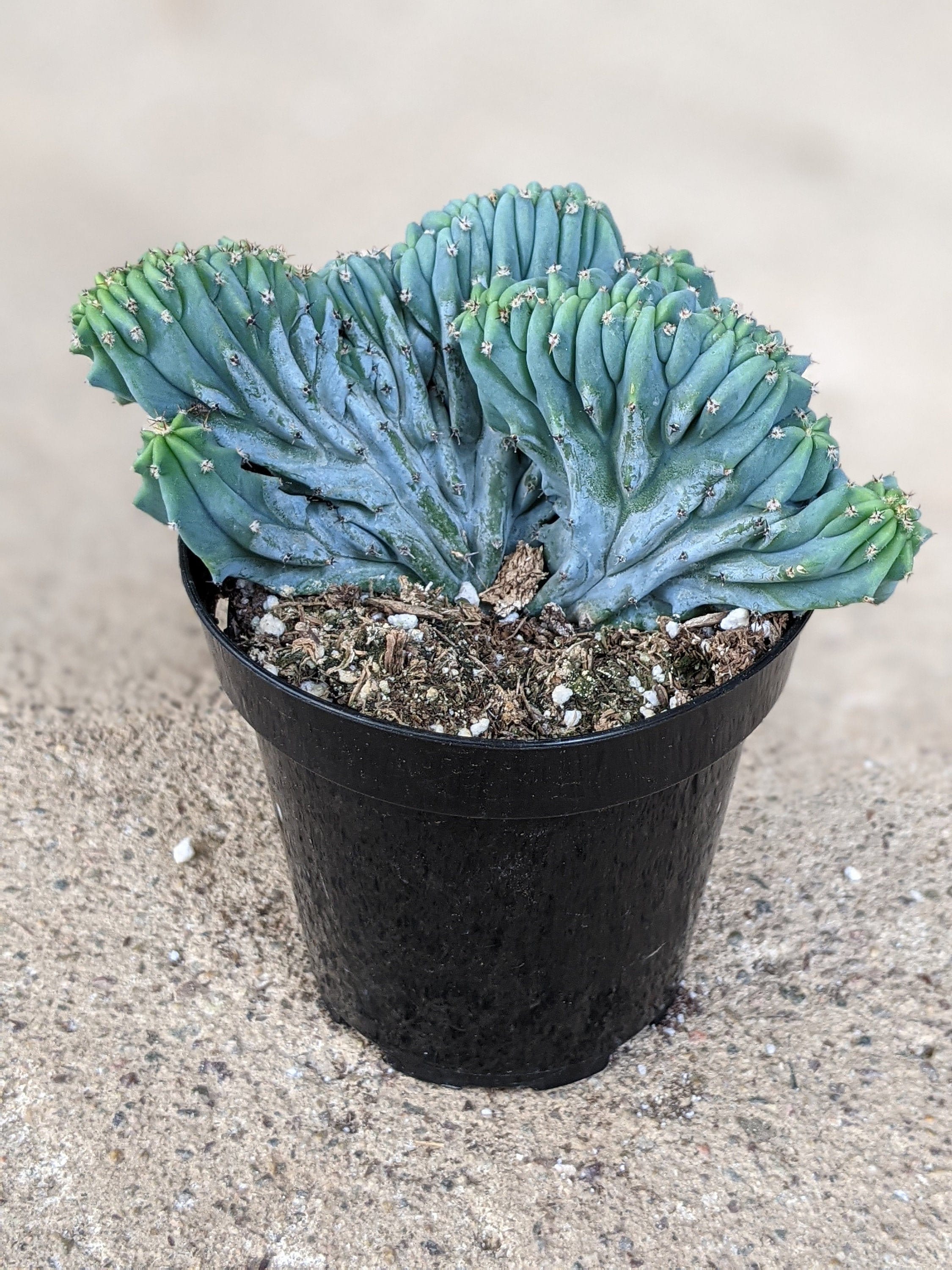 Blue Candle Crested Cactus 3.5 inch Myrtillocactus cristata Etsy