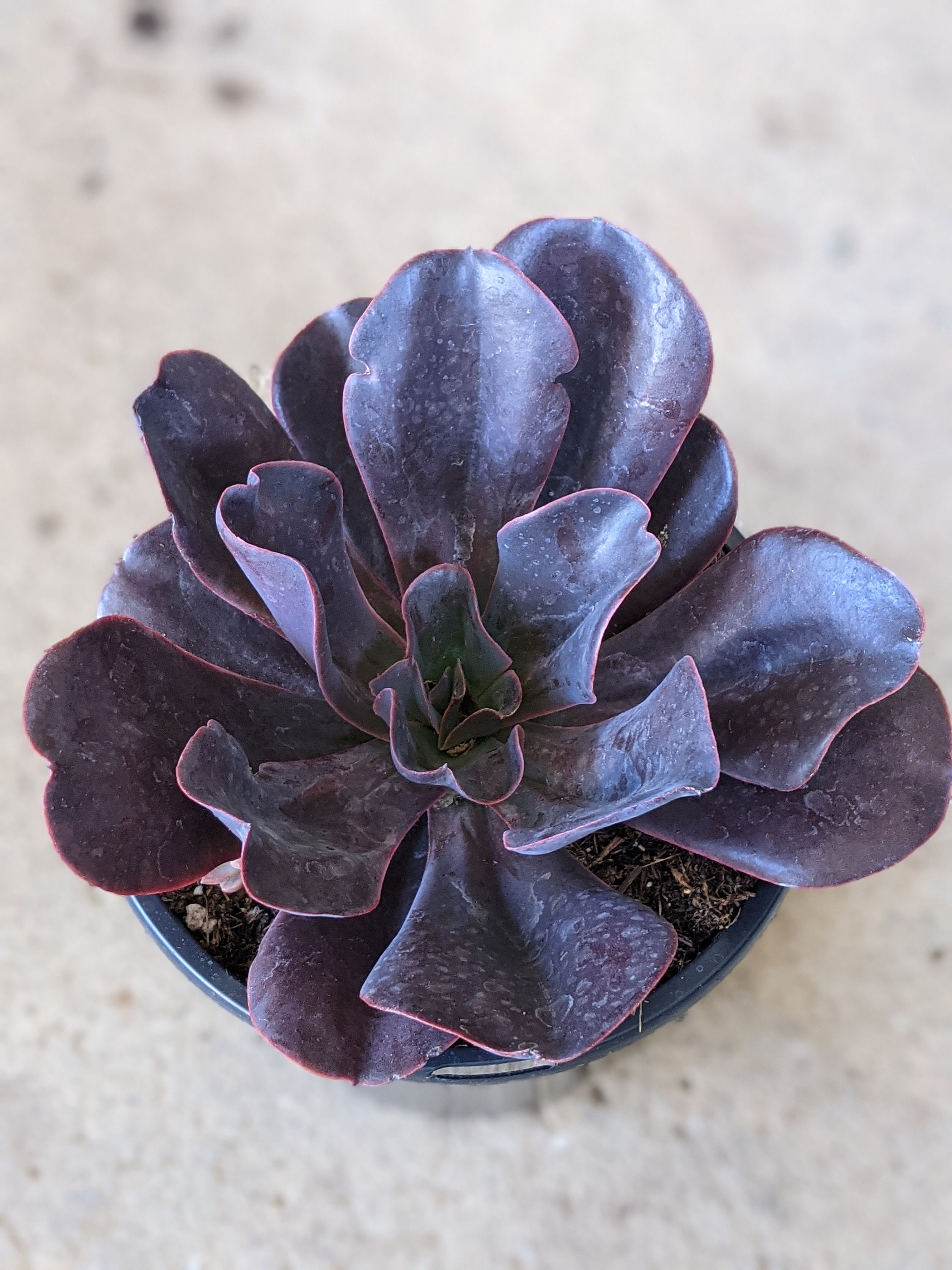 Echeveria Hortencia Succulent, Dark Rare Plant - Etsy