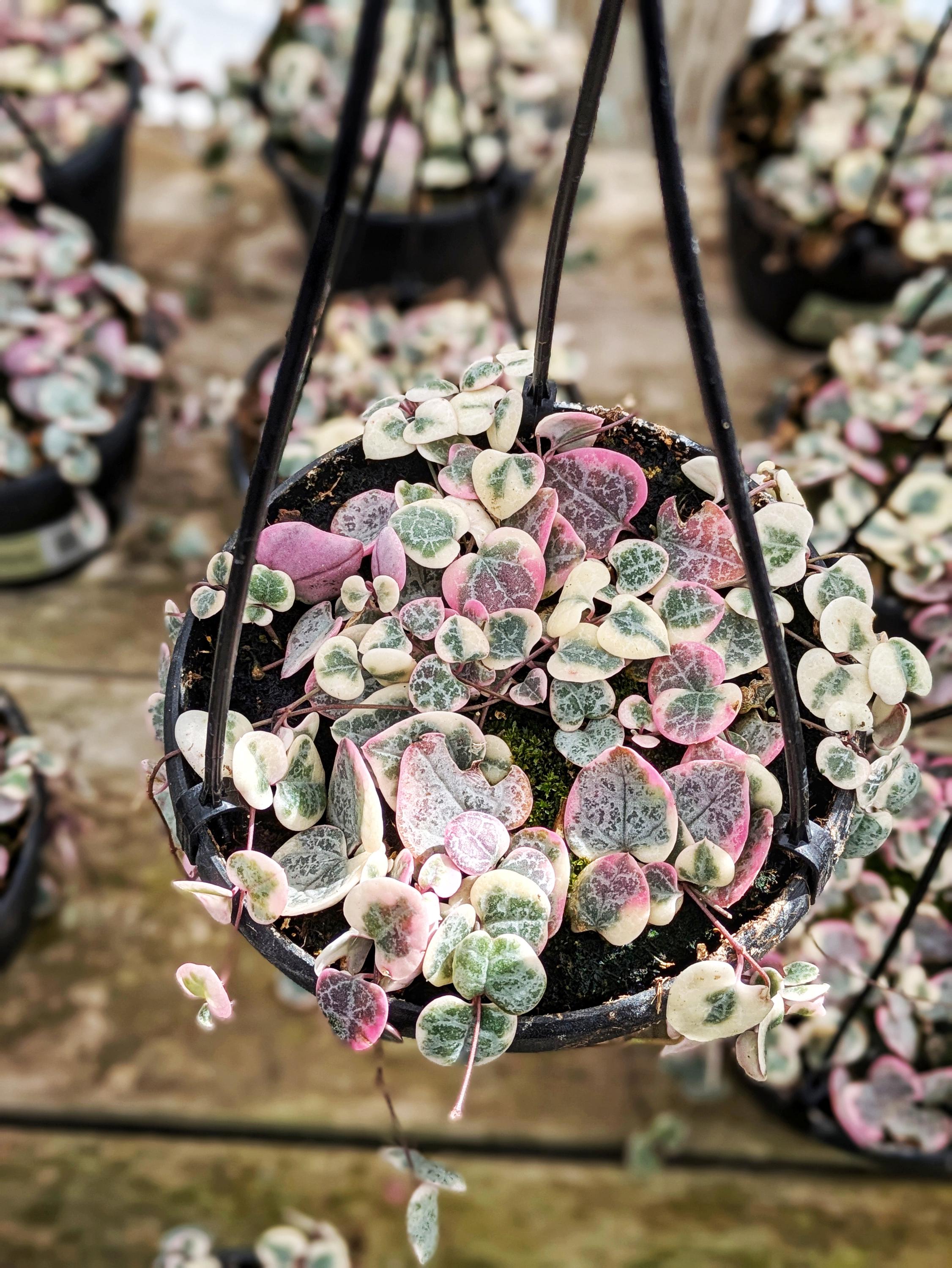 earnest hearts plants　✕　kikko 　BOLT 6