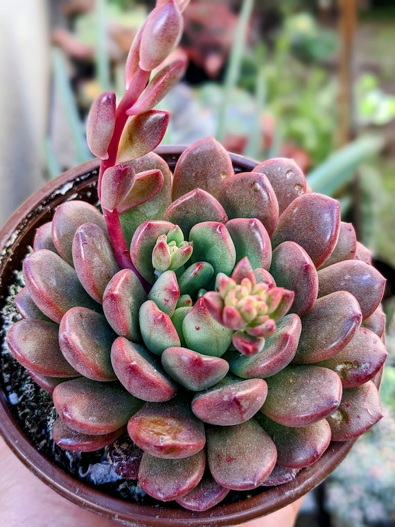 Sedeveria pink ruby succulent, fairy garden plant, live succulent plant