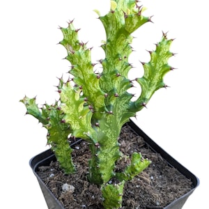 Euphorbia ‘Mint Cream’ – Euphorbia abigarrada poco común – Planta viva – Suculenta de color crema y verde menta – Planta de colección – Planta de interior de fácil cuidado imagen 1