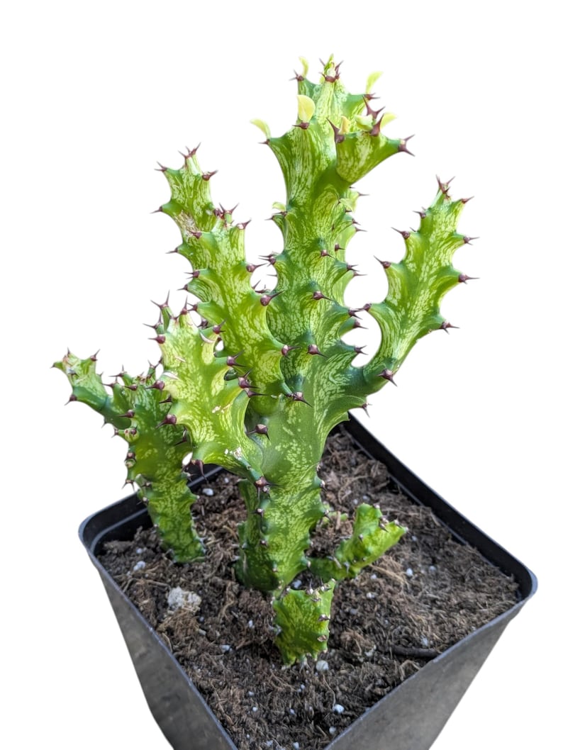 Euphorbia ‘Mint Cream’ – Euphorbia abigarrada poco común – Planta viva – Suculenta de color crema y verde menta – Planta de colección – Planta de interior de fácil cuidado imagen 1