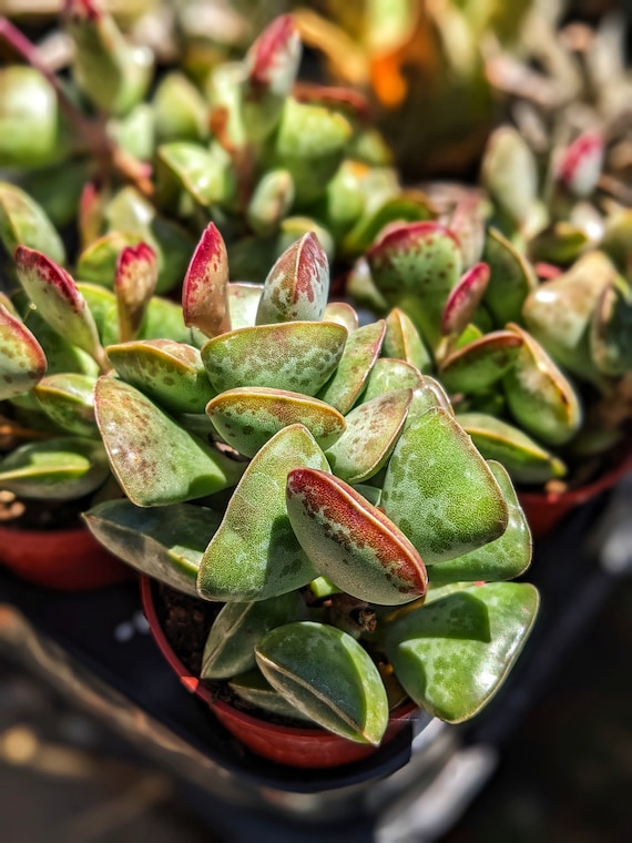 Adromischus Triflorus Calico Hearts, Rare Plant, Live Plant, Succulent  Plants - Etsy
