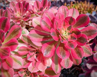 Aeonium ‘Pink Witch’ – Rare Variegated Aeonium – Live Succulent – Pink & Cream Rosette – Collector Plant – Unique Houseplant