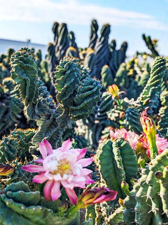#EC257 Cereus Forbesii Spiralis The Spiral Cactus Potted