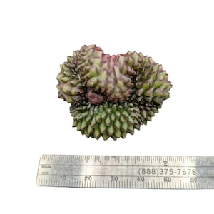 Crested Gymnocalycium Inermis, thornless cactus, Spineless cactus, Live Cactus plant, live cactus, gymnocalycium plant
