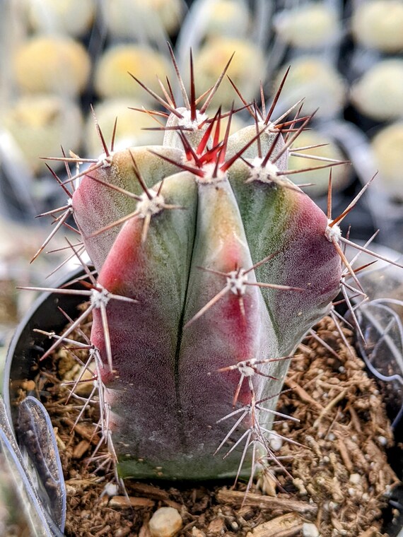 Stenocereus Griseus Cactus: Mexican Organ Pipe, 2.5" Potted Live Plant -  Etsy Schweiz
