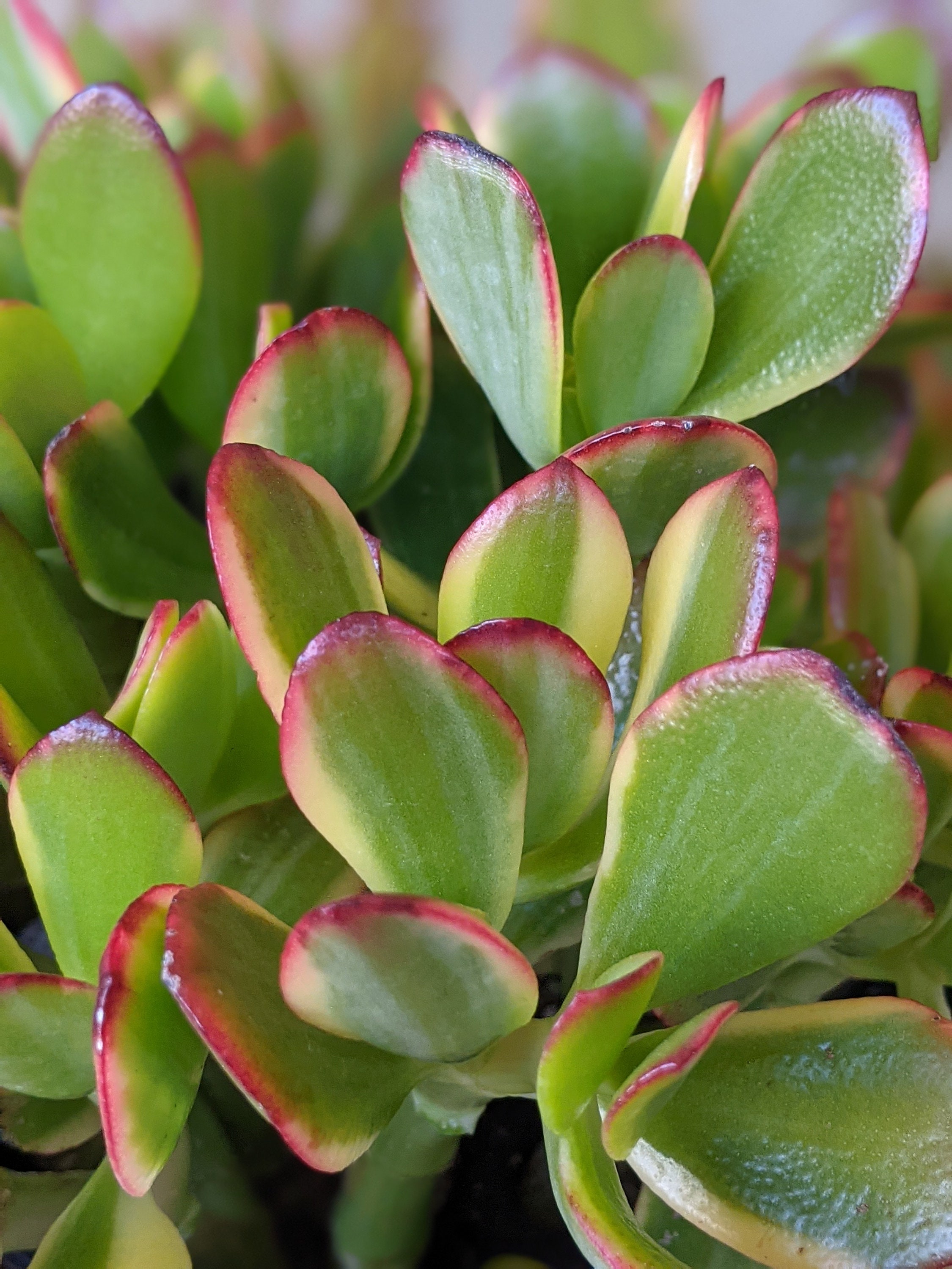 Crassula Obliqua Lemon and Limevariegated RARE JADE Etsy