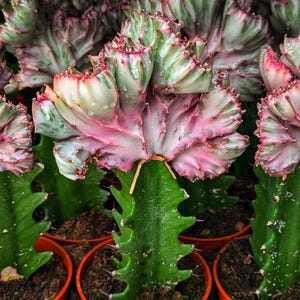 Coral cactus, mermaid tail cactus, Euphorbia Lactea crested, Rare Rooted cactus/cacti Succulents, variegated euphorbia lactea