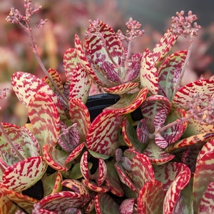 May include: Close-up of a succulent plant with broad, patterned leaves. The leaves display a striking mix of red, green, and cream colors, with a unique, speckled design. Delicate flower stalks with small buds extend upwards, adding height and texture to the plant.