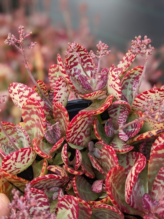 zz plant for sale ZZ Plant  Zelen