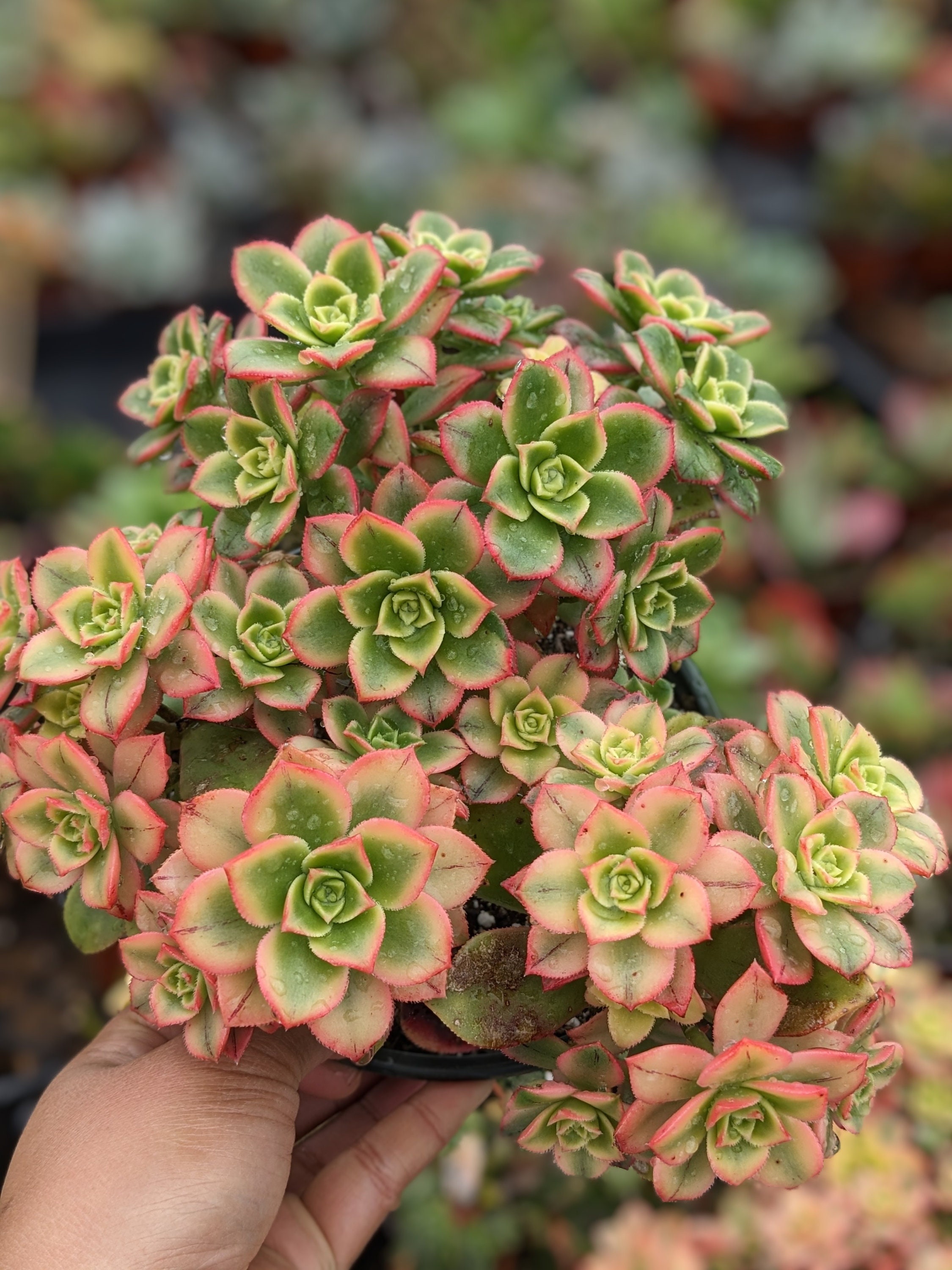 Aeonium Kiwi Dream Succulent, Colorful Plant - Etsy Israel