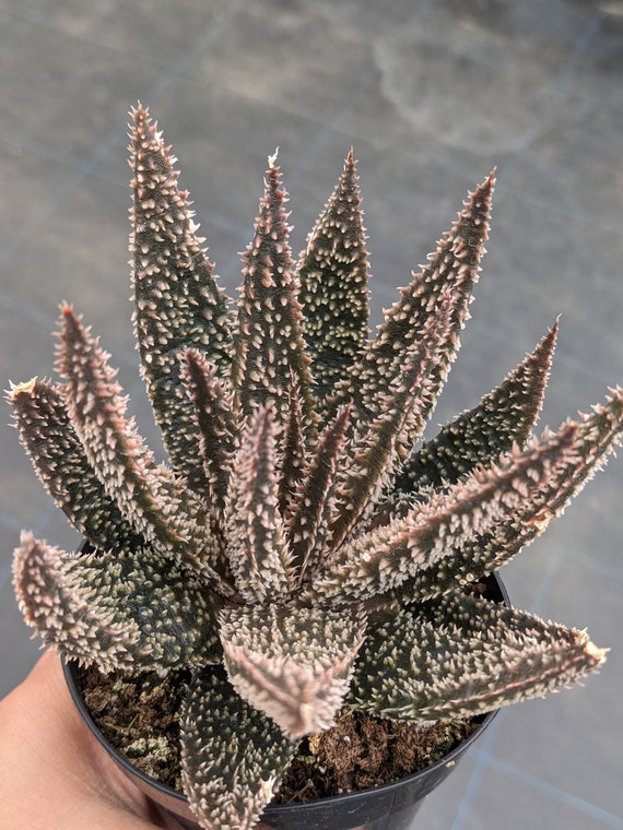 +速達ハイブリッド　tarantula Aloe hybrid 子株　第四種 Aloe 'tarantula', Rare Aloe Plant, Rare Succulent, Rare Plant