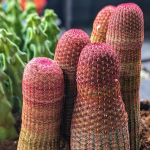 Rainbow Cactus, Rare Cactus, pink cactus,echinocereus rigidissimus,live plant collection,cactus plant,rainbow hedgehog