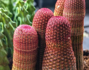 Rainbow Cactus, Rare Cactus, pink cactus,echinocereus rigidissimus,live plant collection,cactus plant,rainbow hedgehog