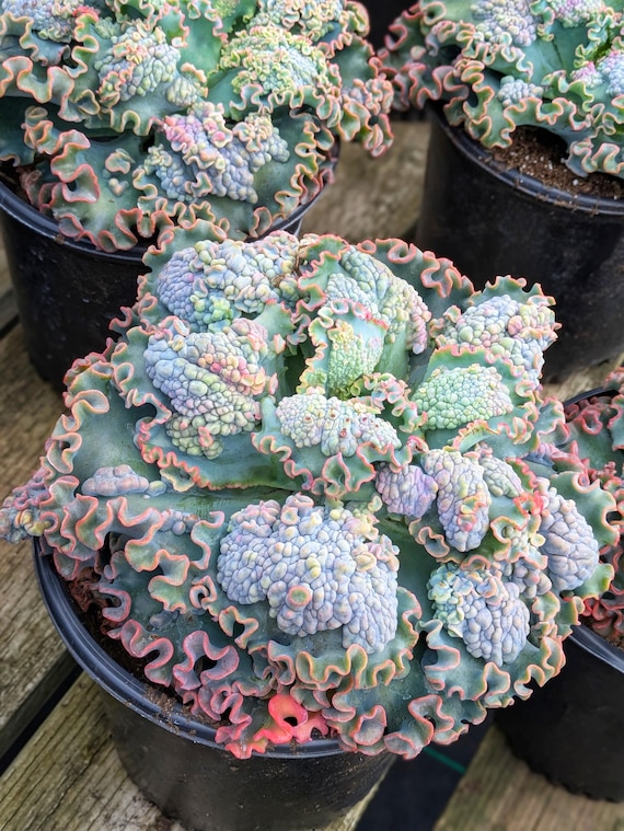 Echeveria Sea Dragon, 10", Curly Succulent, Rare Succulent, Succulent  Collection, Succulent Plants, Echeveria Succulent - Etsy