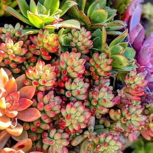 Sedum Rubrotinctum Jelly beans,pork and beans sedum, jelly beans succulent, colorful succulent mix, Spring gift, diy arrangement,diy garden