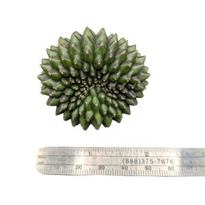 Crested Gymnocalycium Inermis, thornless cactus, Spineless cactus, Live Cactus plant, live cactus, gymnocalycium plant