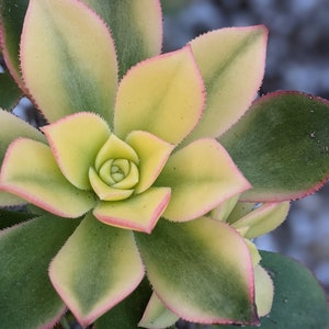 Aeonium sunburst, succulent garden plant