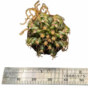 Gymnocalycium Trex, Live Cactus plant, live cactus, gymnocalycium plant, small cactus
