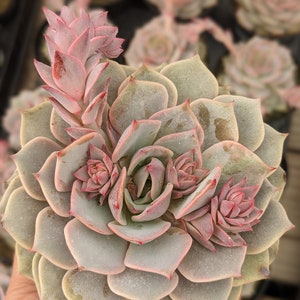 Echeveria pink diamond, rare succulent,  pink Lola hybrid succulent, colorful succulents