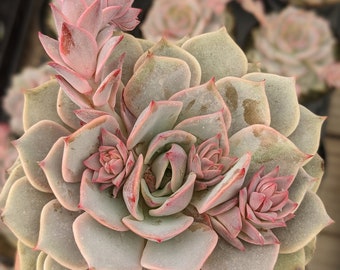 Echeveria pink diamond, rare succulent,  pink Lola hybrid succulent, colorful succulents