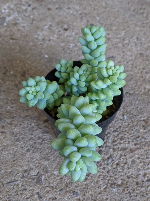 Plante Grasse Sedum Burrito (Queue D'Âne) Rare - Pot De 9cm - Portal Cool - Facile D'Entretien - 7