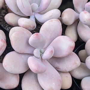 Pachyphytum oviferum Moonstone, lavender pebbles, chubby moon stone, pink succulent,moonstone pink