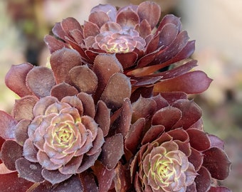 aeonium arboreum zwartkop hybrid, dark succulent, outdoor succulent plant, live plants