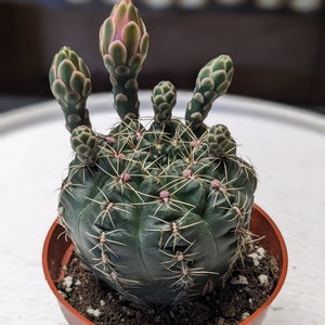 Gymnocalycium baldianum, 3.5"