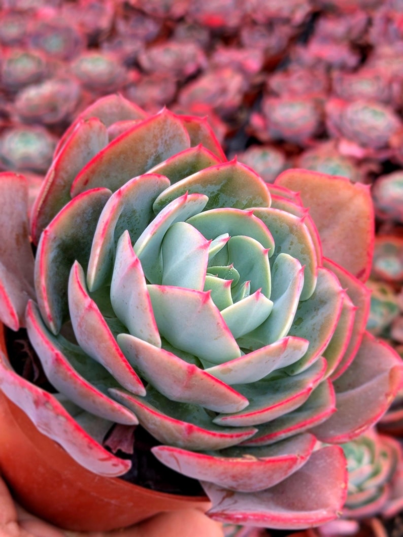 SucculentSelection Echeveria Muesli