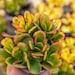 see more listings in the Succulents section