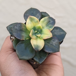 Echeveria Chroma, colorful succulent, Spring gift, diy arrangement, garden,diy garden,succulent gift, live succulent