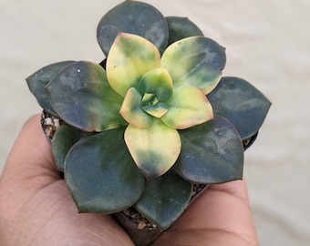 Echeveria Chroma Succulent, Colorful Live Plant, 2.5"