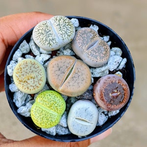 6 Lithops living stones,butt plants,lithops, rock plant, bareroot, lithops live plant, lithops sp,lithops set image 5