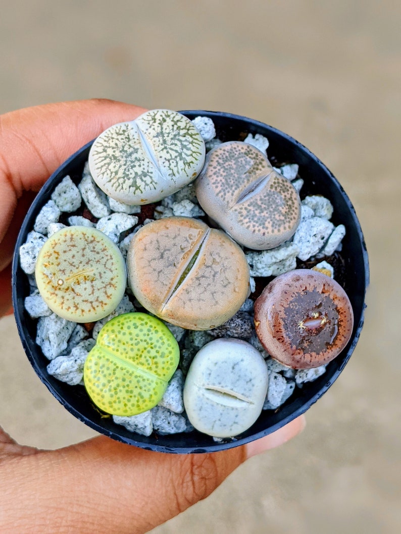 6 Lithops living stones,butt plants,lithops, rock plant, bareroot, lithops live plant, lithops sp,lithops set image 5